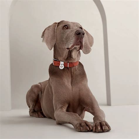 hermes chien